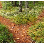 quel-chemin-prendre
